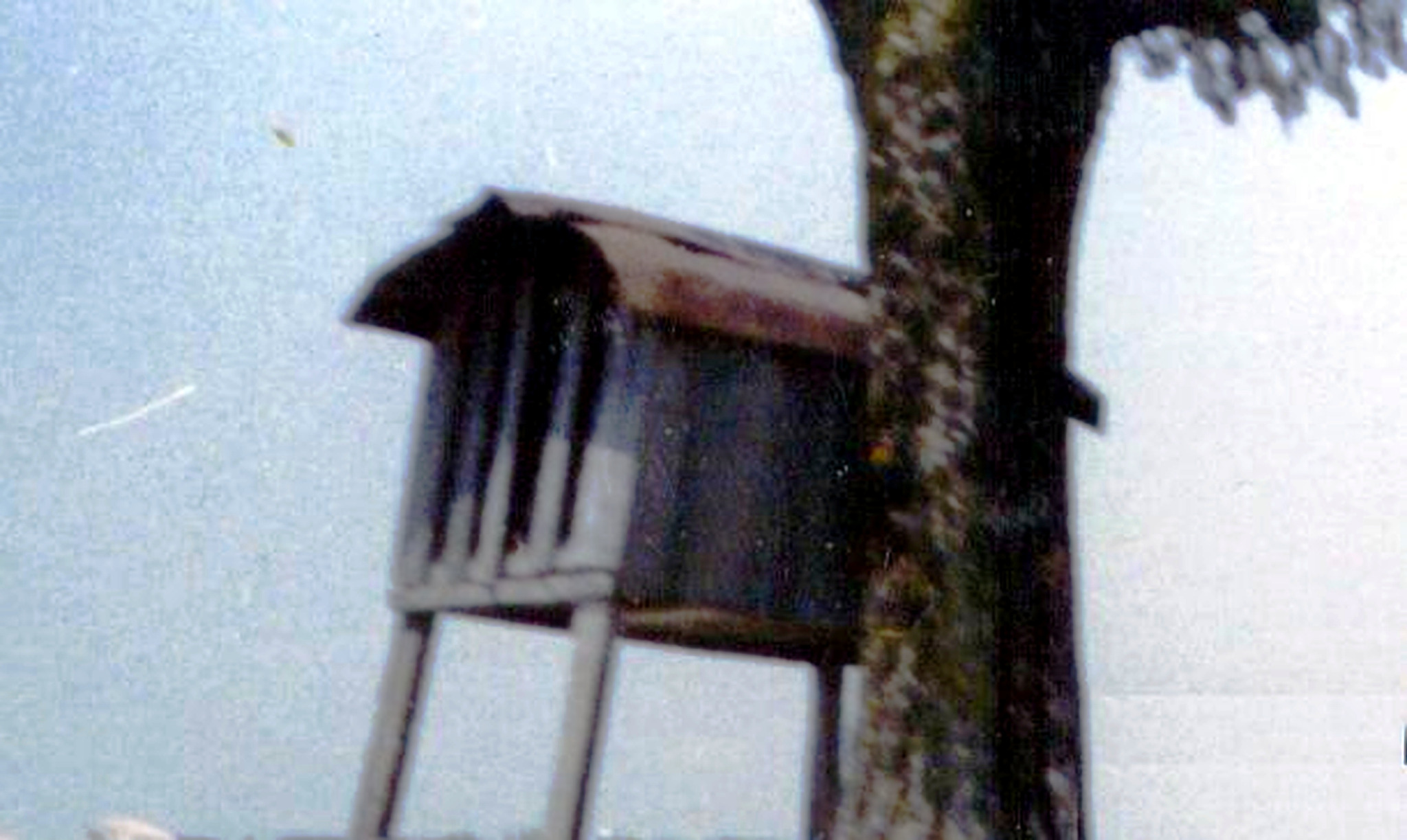 Mliječnjak