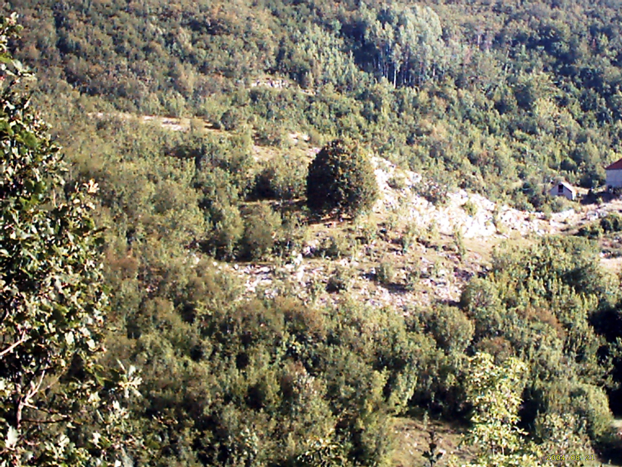 Pogled iz sela, Mirkova lipovina 2011